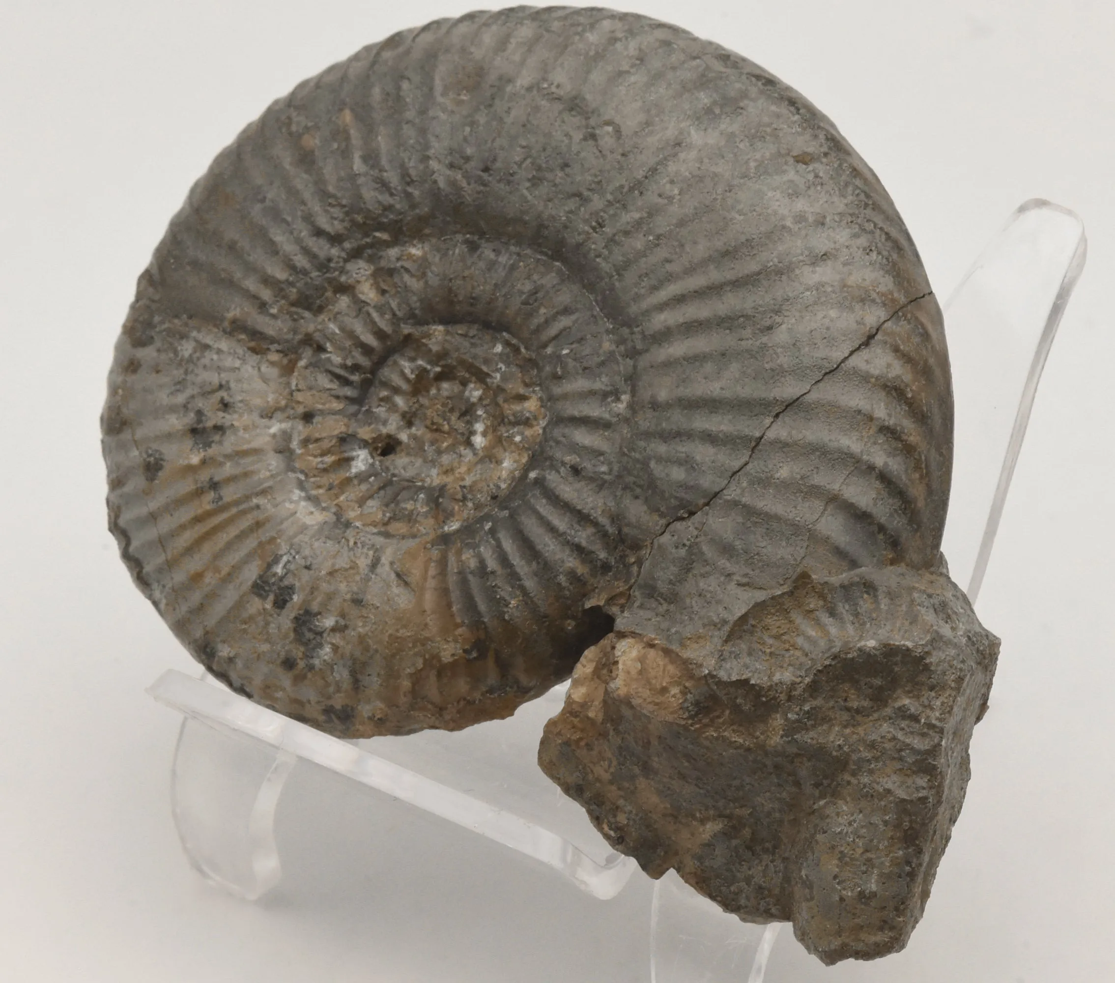 Dumortieria Striatulocostata Ammonite Fossil - Germany - Repaired