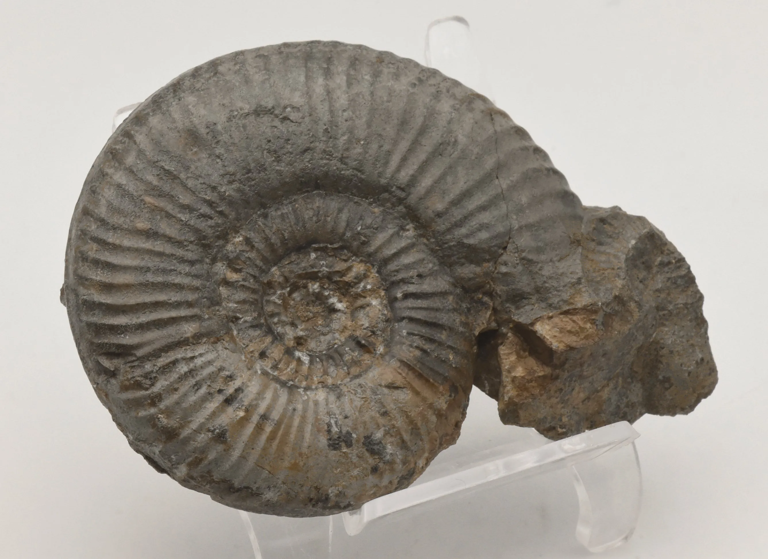 Dumortieria Striatulocostata Ammonite Fossil - Germany - Repaired