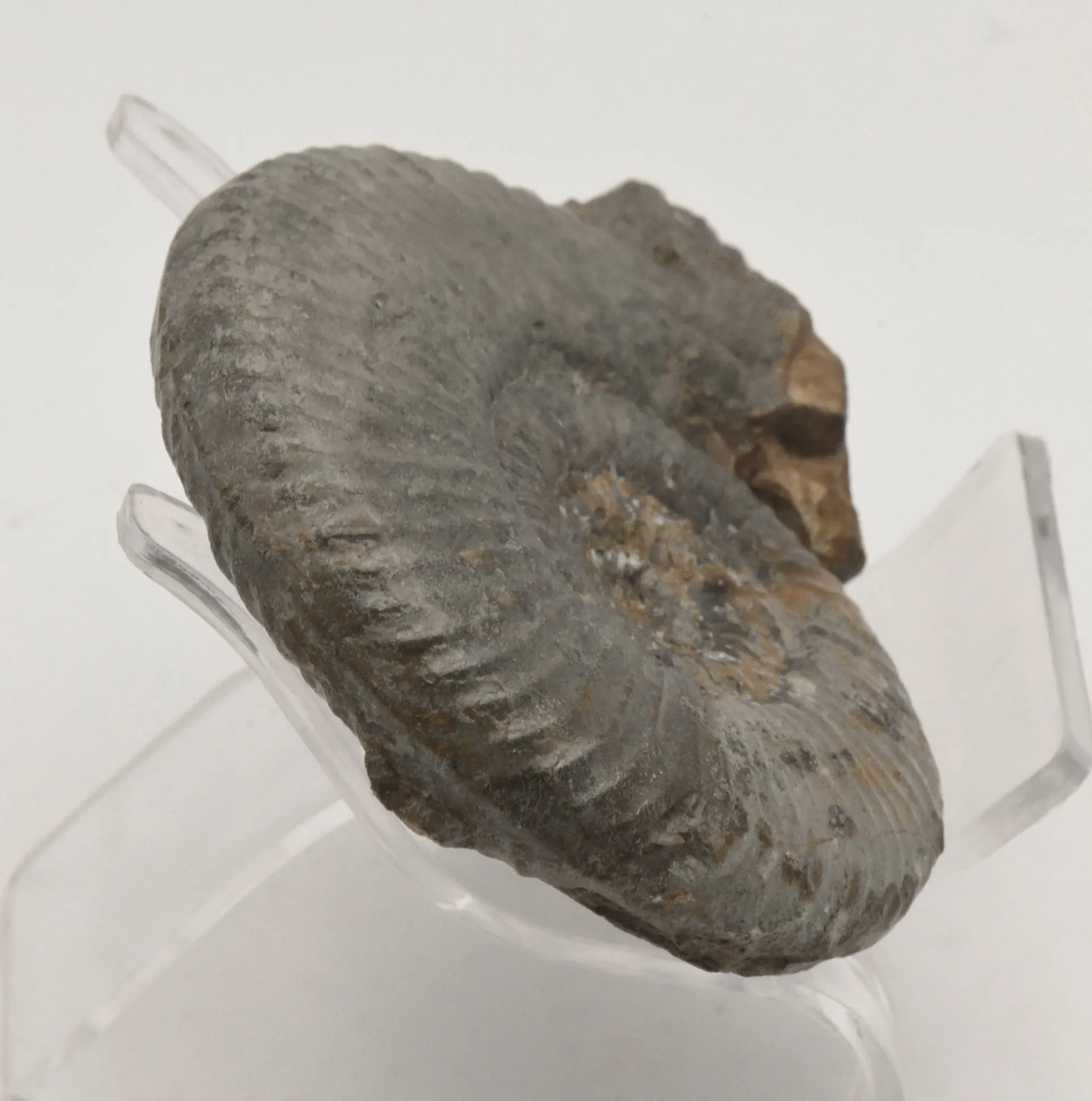 Dumortieria Striatulocostata Ammonite Fossil - Germany - Repaired