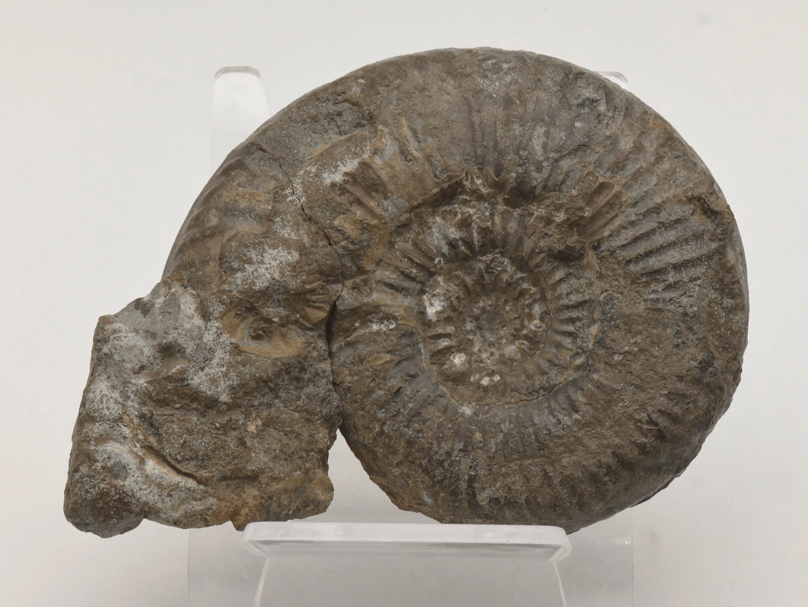 Dumortieria Striatulocostata Ammonite Fossil - Germany - Repaired