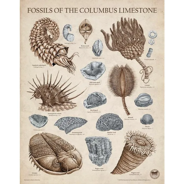 Fossils of the Columbus Limestone