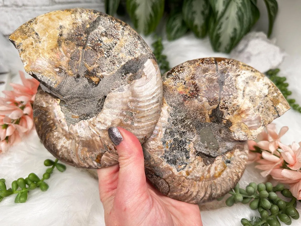 Sliced Ammonites