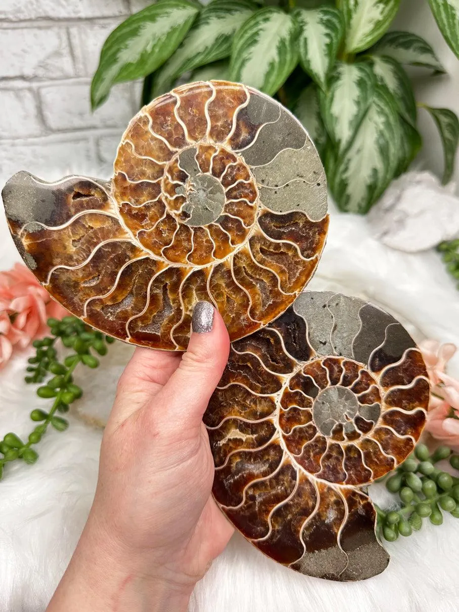 Sliced Ammonites