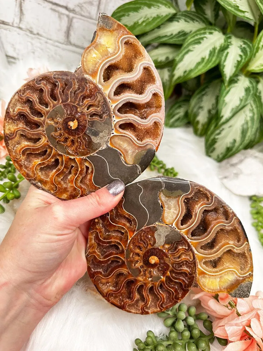 Sliced Ammonites