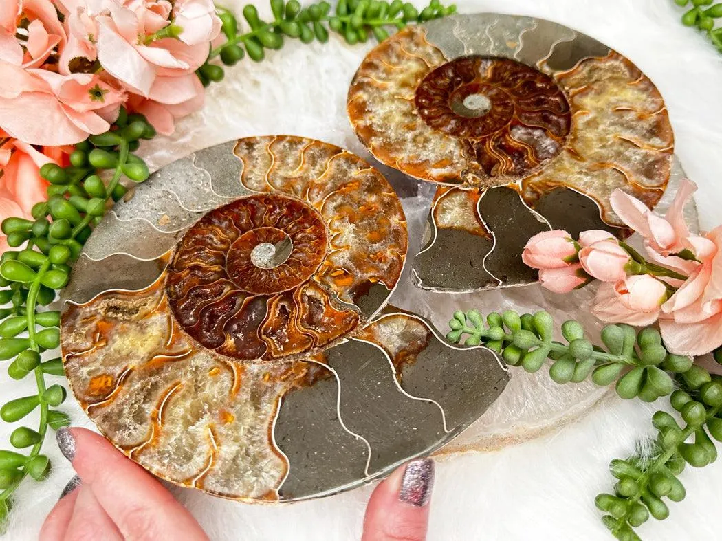 Sliced Ammonites