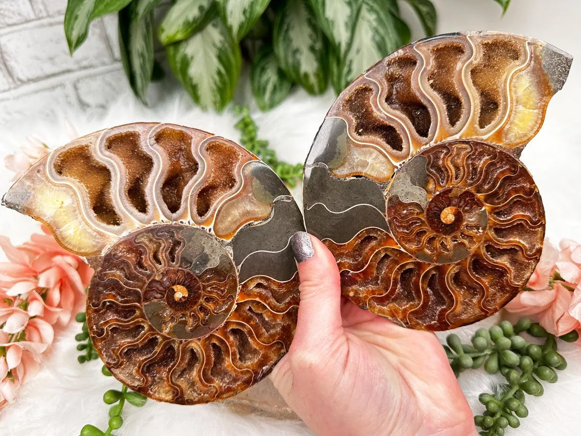 Sliced Ammonites