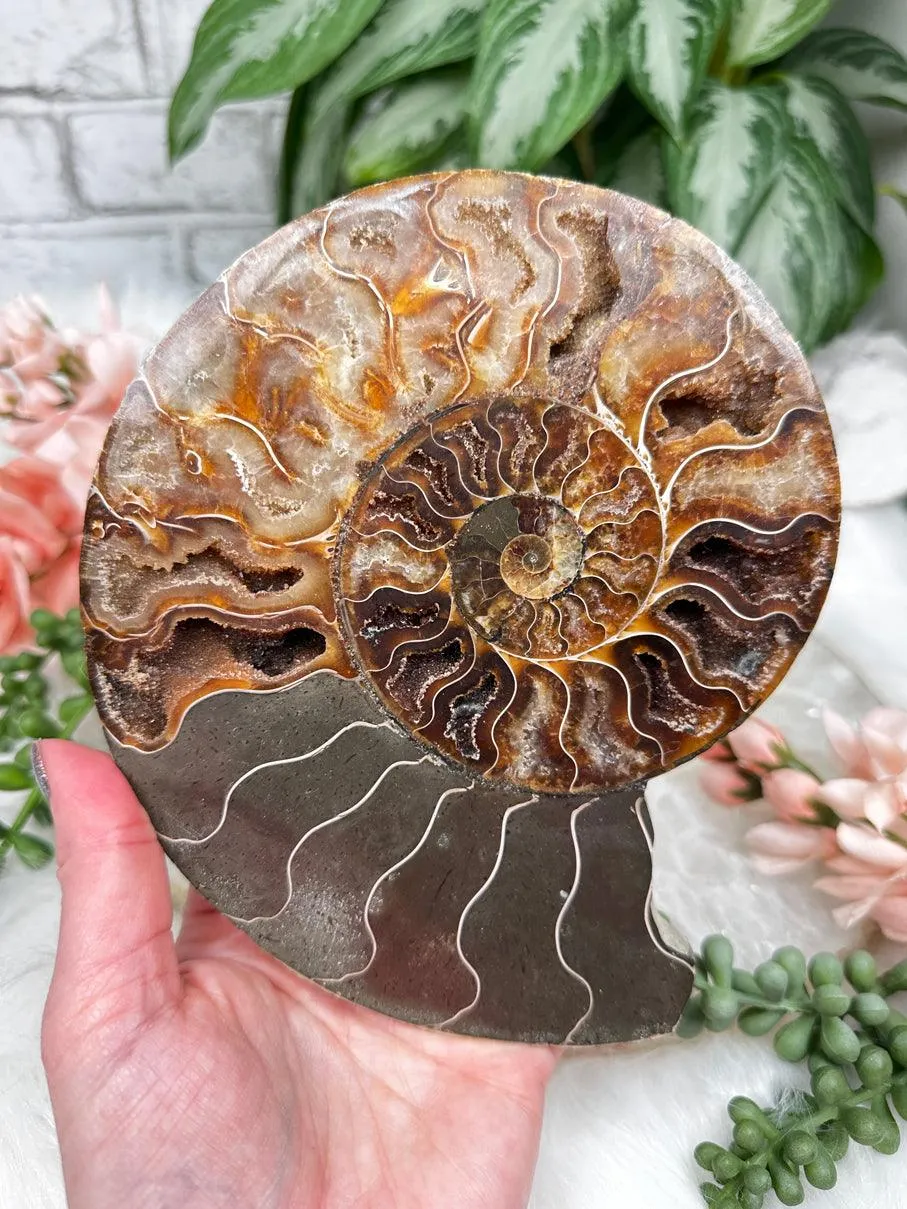 Sliced Ammonites