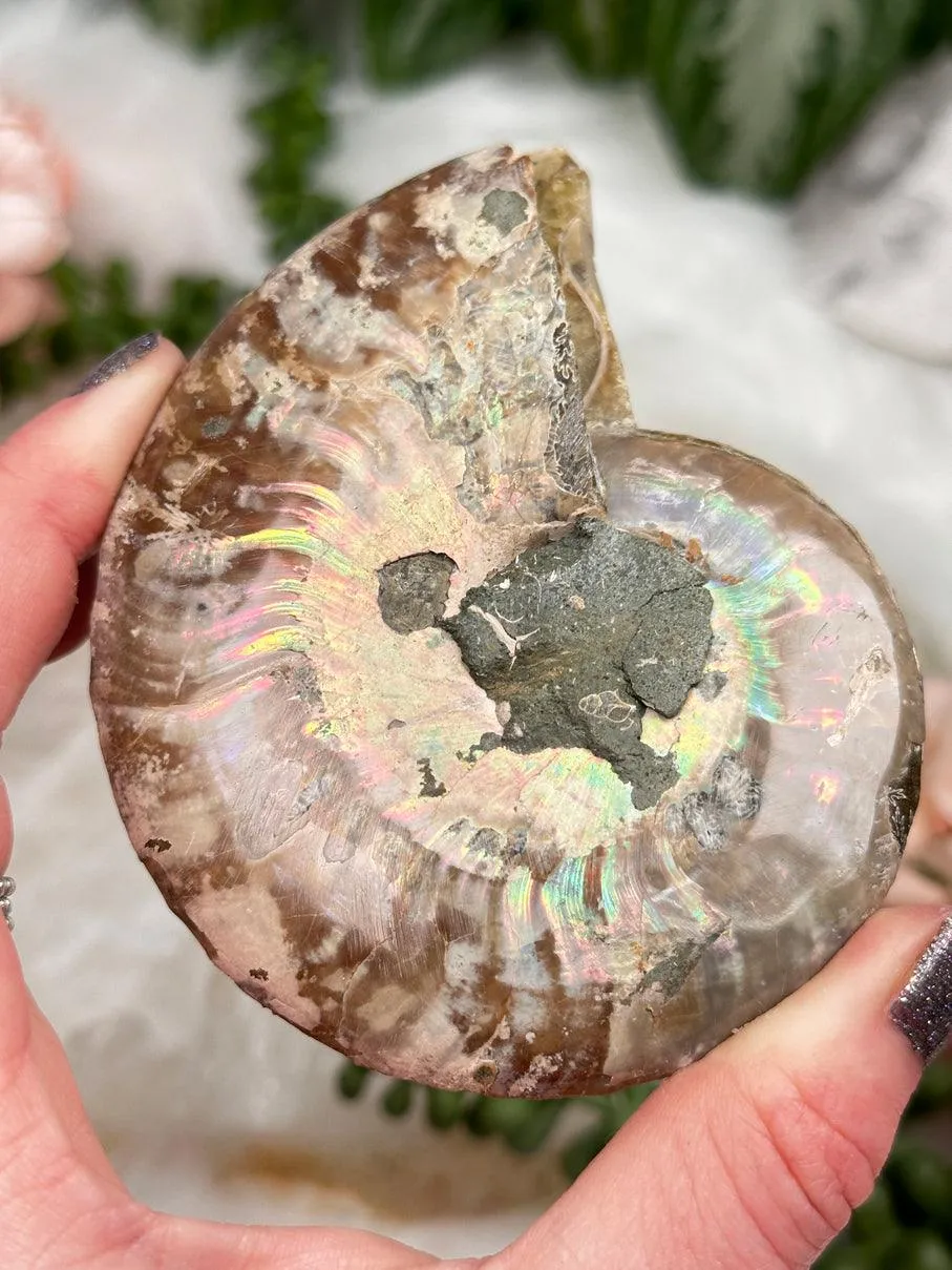 Sliced Ammonites