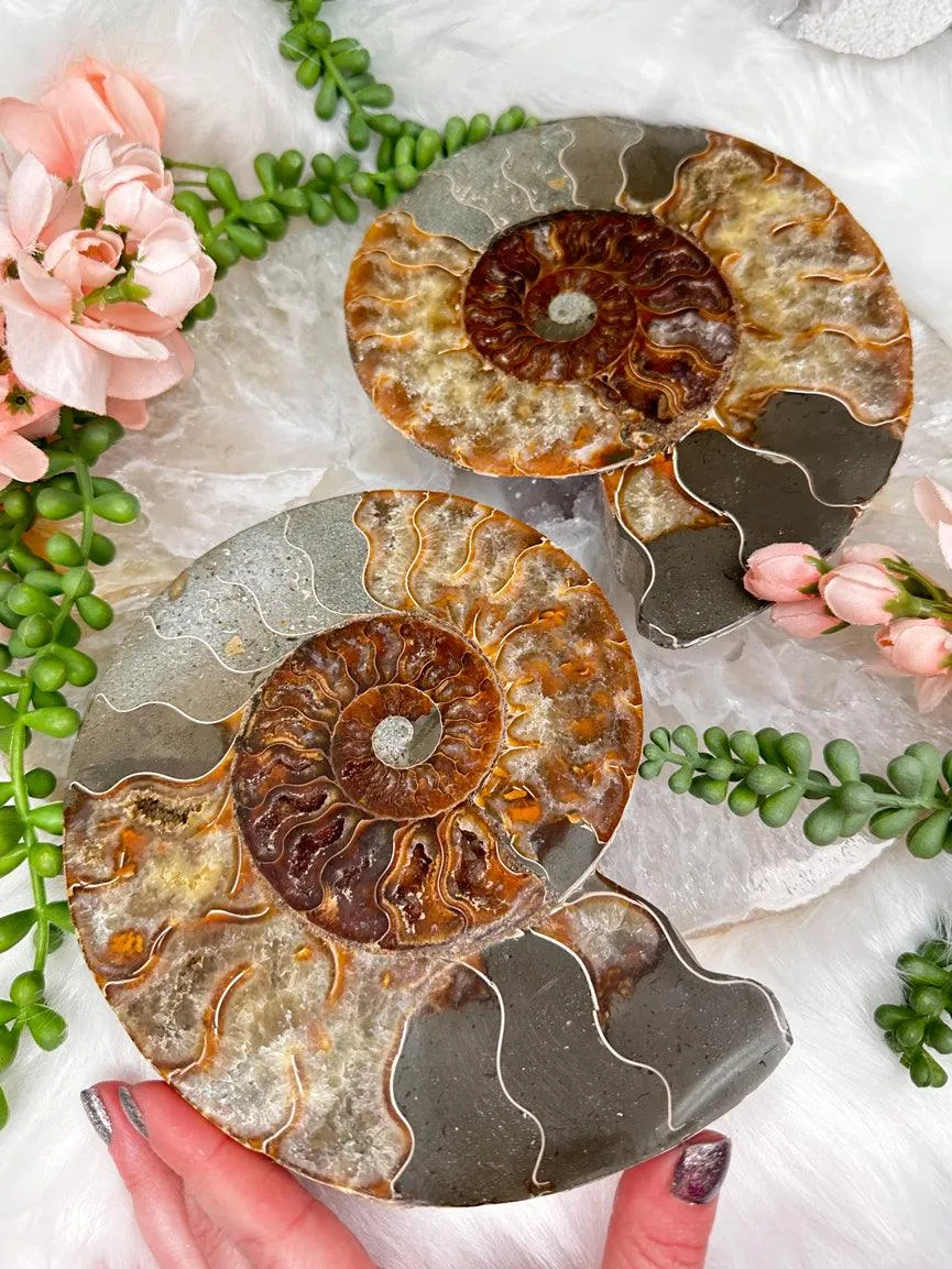 Sliced Ammonites